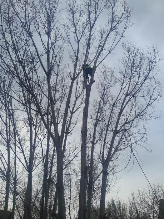 Агаш кесемиз спил деревьев
