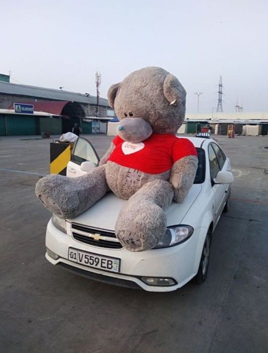 Teddy teddi ayiqcha donaga