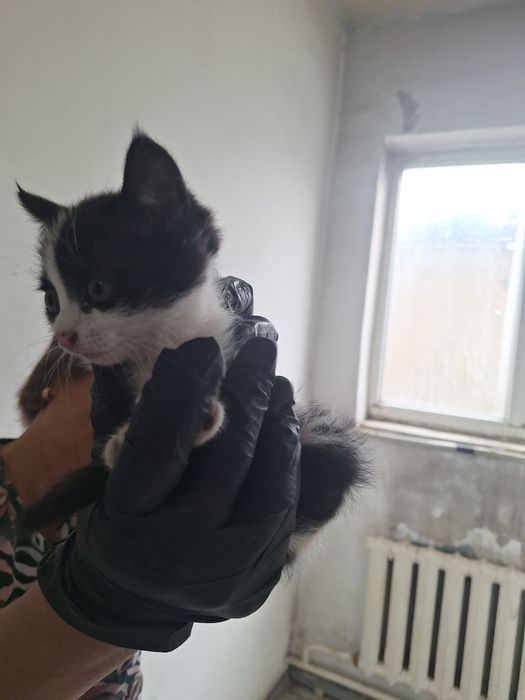 Отдам котёнка девочку 2 месяца