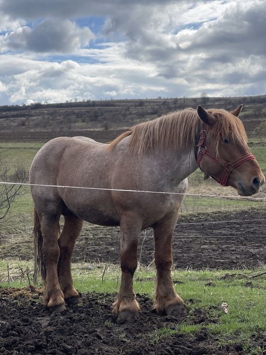 Vand armasar greu si foarte cuminte sau schimb cu oi vaci si utilaje