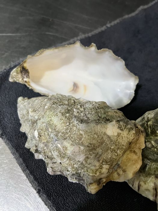 Продам натуральные ракушки из под устрец