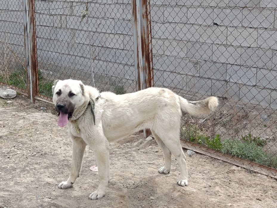 Таза қанды кангал