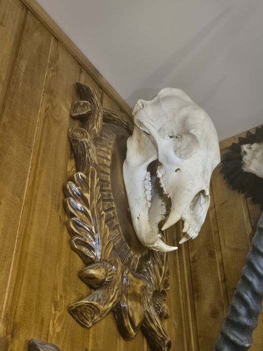 Trofeu Craniu Pisica Salbatica/Craniu Ras/Craniu Lup/Craniu Urs