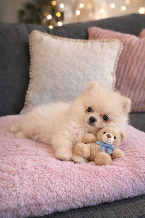 Шикарная девочка померанский шпиц тип мишка