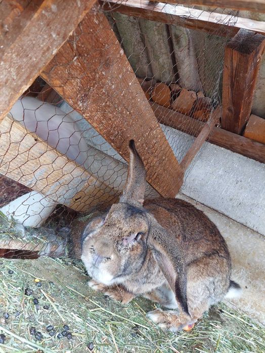 Vând mascul Urias German