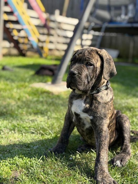 Mascul Cane Corso Tigrat
