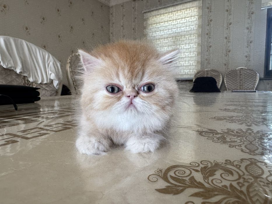 Котёнок Highland шотландская девочка родилась 10 мая