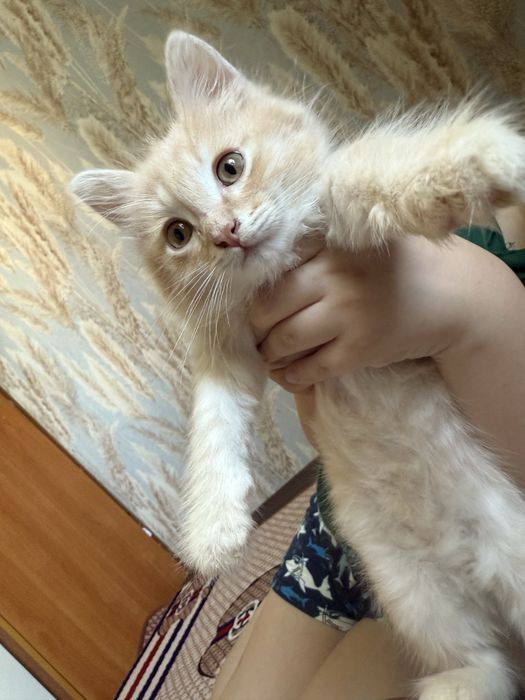 Отдам котят в хорошие рукт