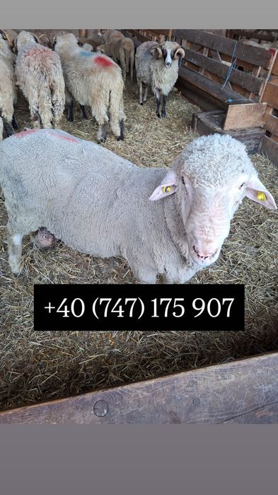Berbeci merinos certificat origine
