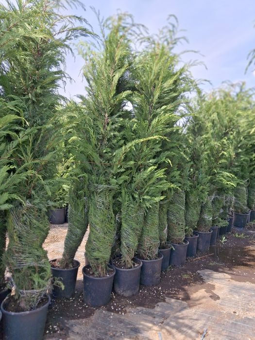 Vând leylandii la ghiveci și la balot