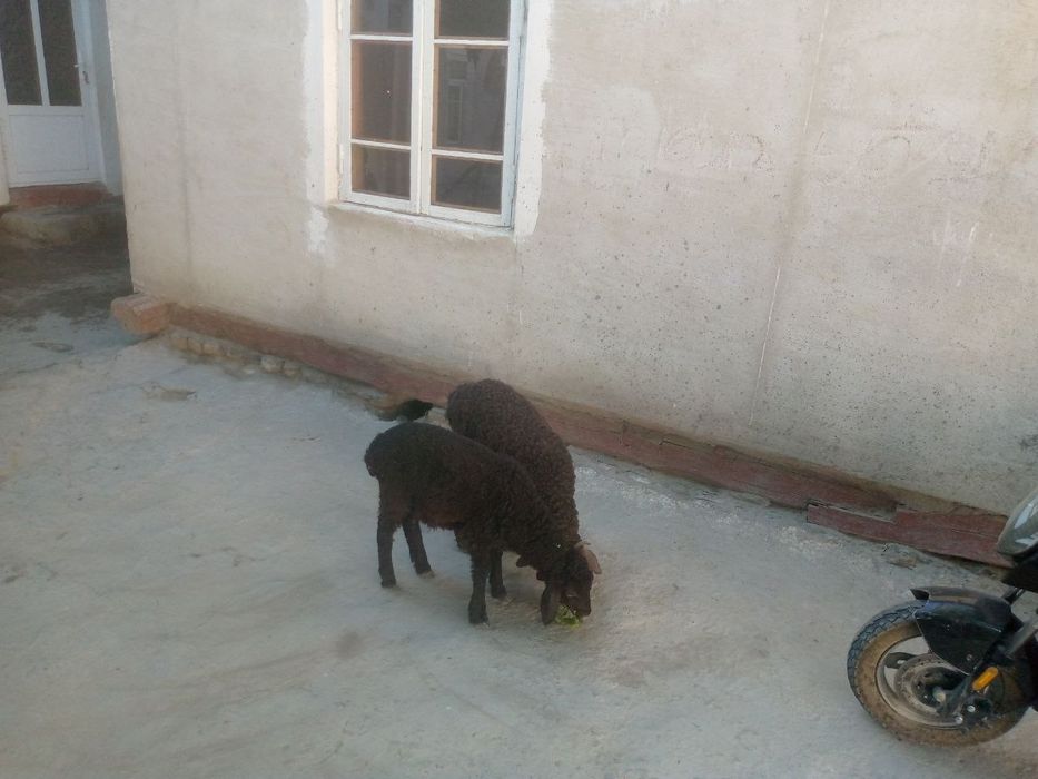 Yak nar yak moda durraga barra
