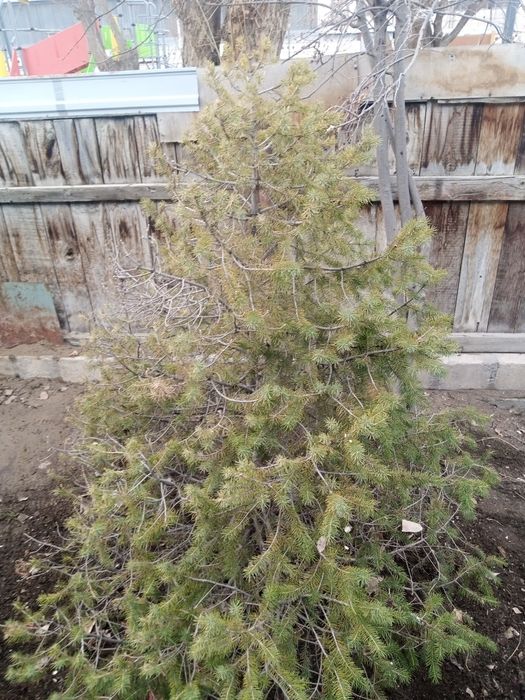 Ёлка живая ёлка.