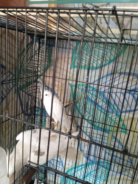 Пара дубайских Корелл