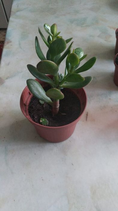 Продам алоэ, денежное дерево