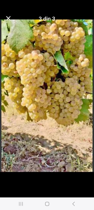 Struguri de vin direct din vie din Vrancea