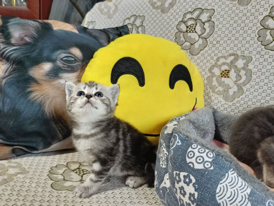 Вислоушки Нежные Плюшки.