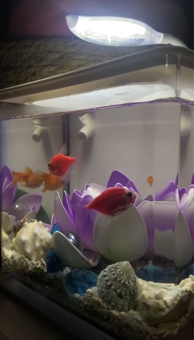 Аквариум 27000тг. 5 түрлі балығымен