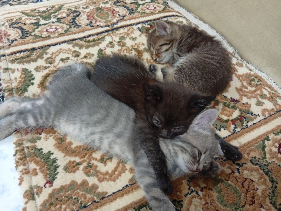 Домашний котята ищет дом