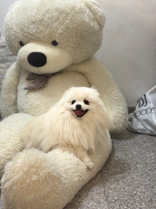 Pomeranian cu pedigree