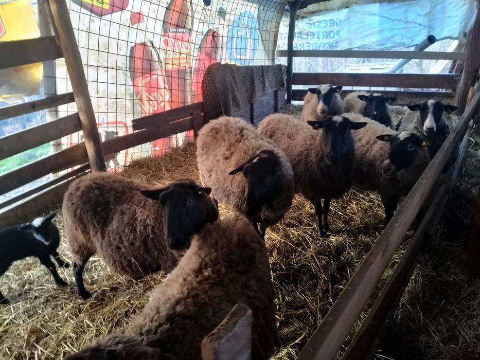 Vând oi Romanov gestante