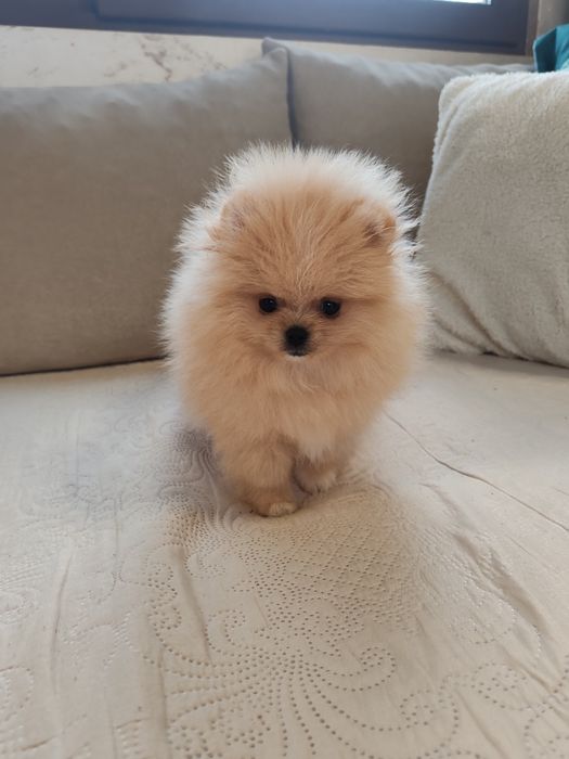 Померан мини мъжко