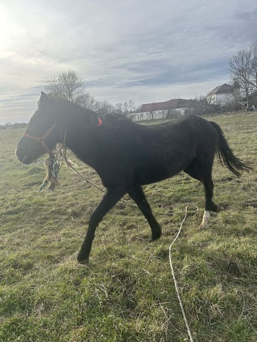 Manză Blanda de Vanzare !!!