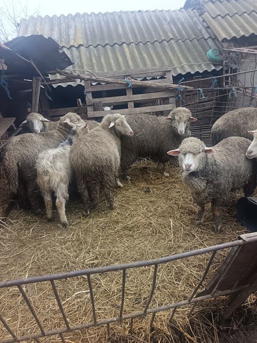 oi de vânzare merinos