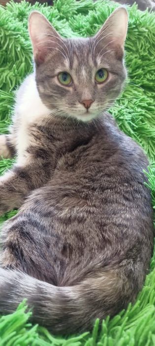 Боня - зеленоглазая красотка