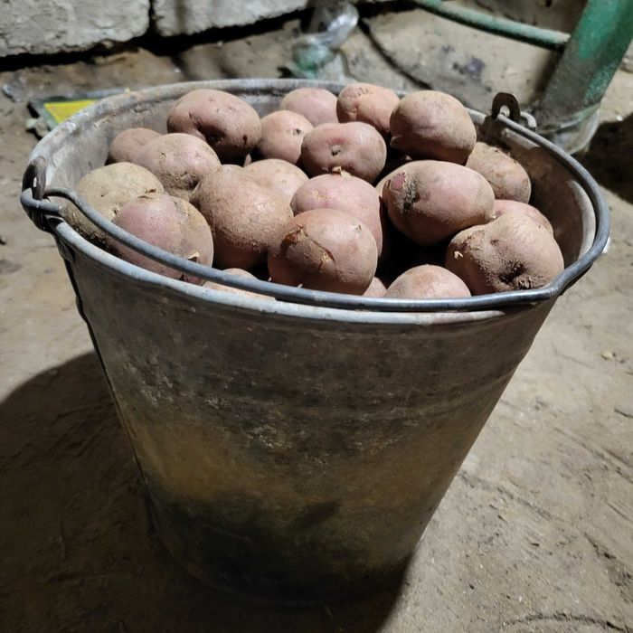 Продам семенной картофель