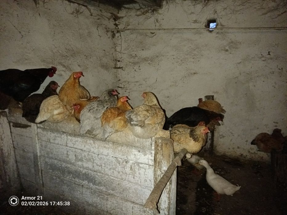 Disponibile oua incubat