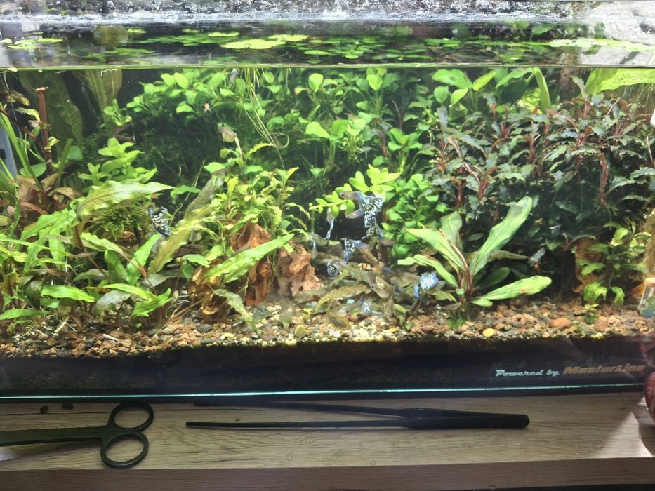 Plante și pesti acvariu