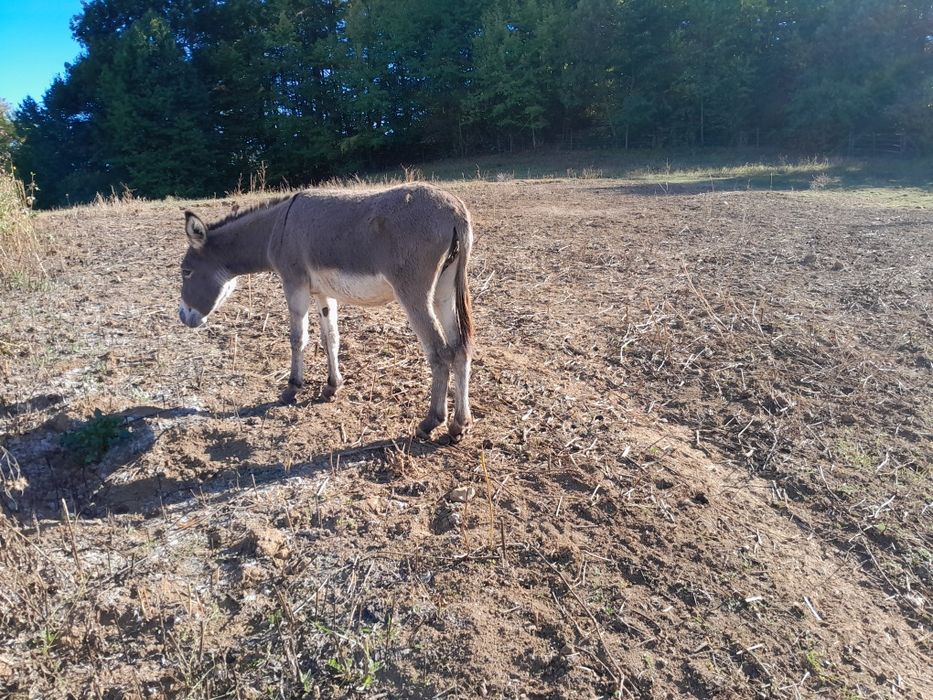 Vând 3 puii de magarita doua femele și  un mascul