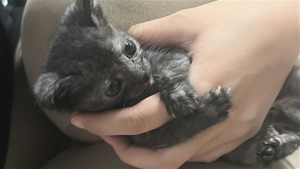 Отдам котенка в хорошую семью, без детей