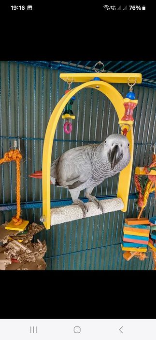 Vand pui papagal jako