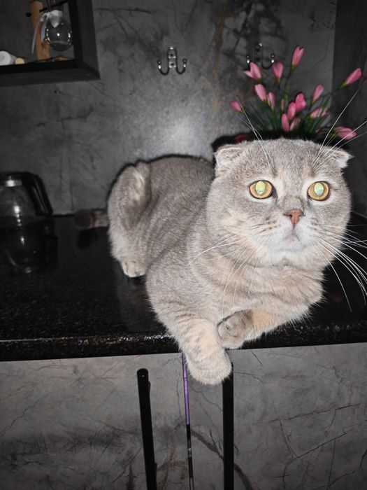 Скотиш страйт чистокровные