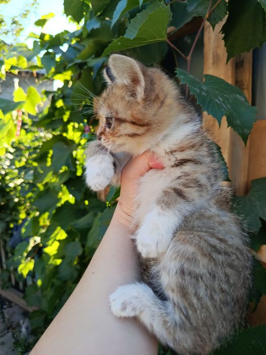 Отдам котят в добрые руки