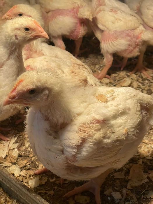 Бройлери 24 дена
