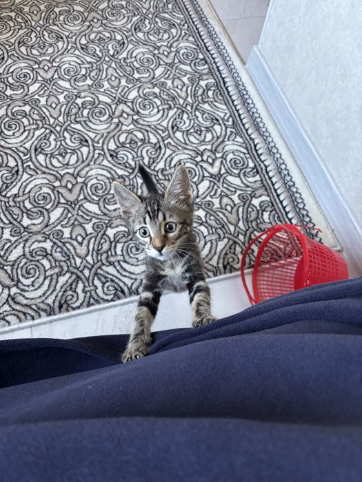 Отдам котенка в добрые руки
