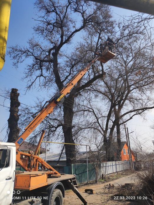 Спил. Пилим деревья!