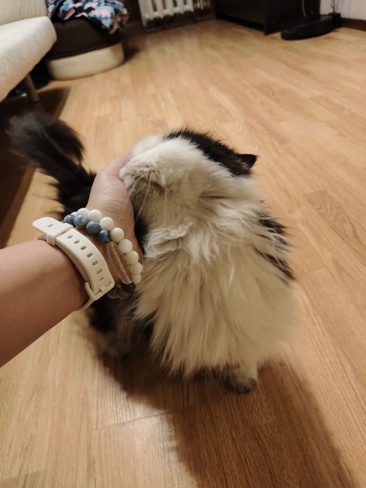 Породистая кошка ищет дом