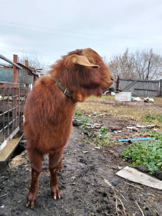 Продам козла на племя