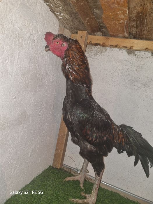 Бойцовский петух