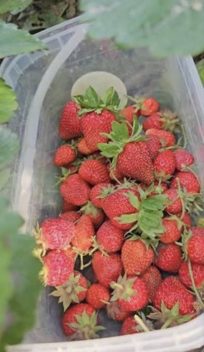 Саженцы клубники