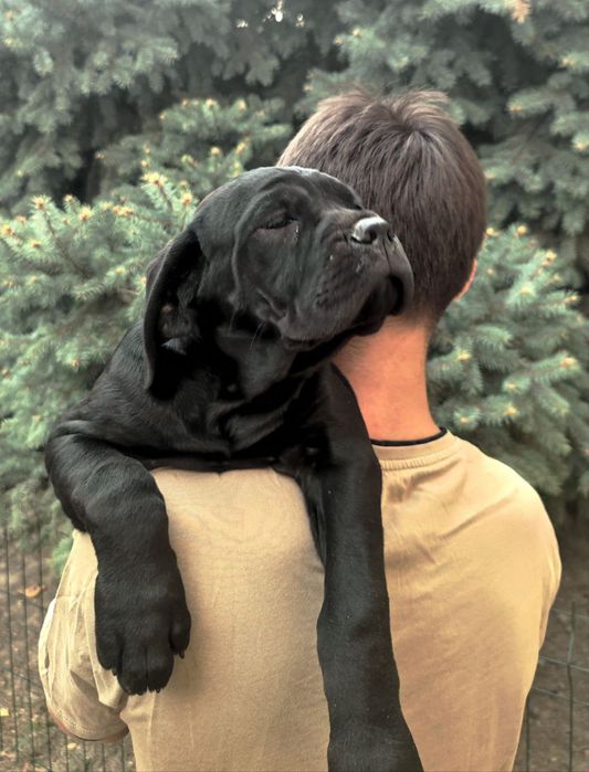 Вязка Кане Корсо