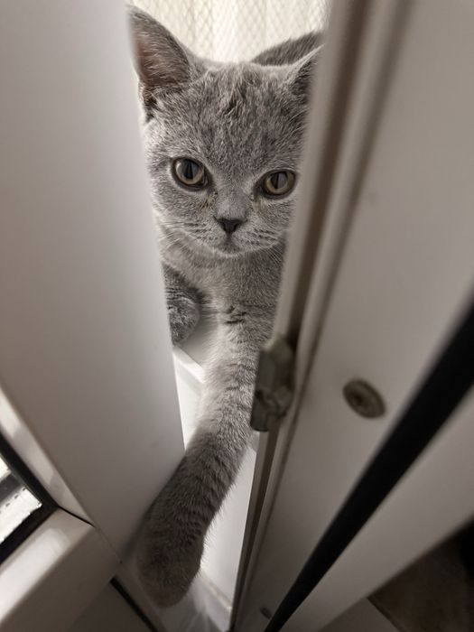 Котенок 6 месяцев