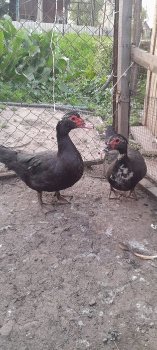 Индоутки самки самец