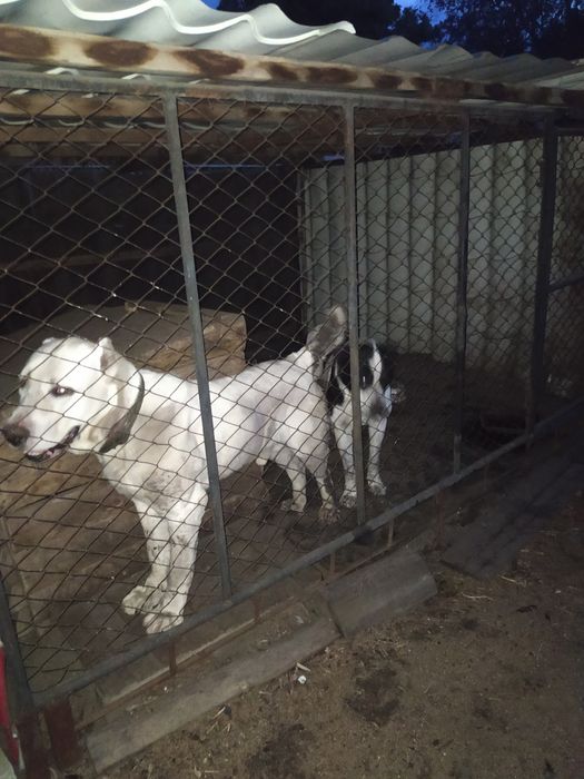 Щенки будущие тяжи.