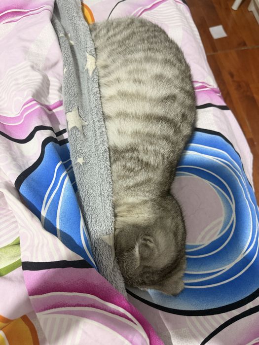 котенок британский