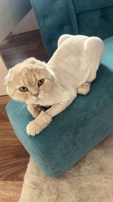 Стрижка, экспресс линька кошек