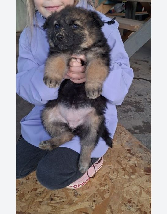 Щенки немецкой овчарки